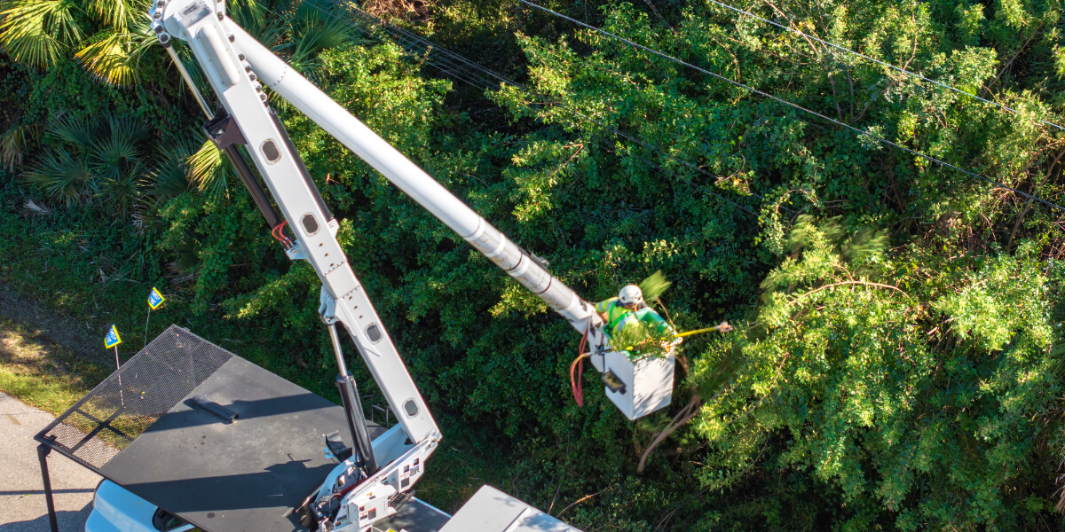 Pruning a residential tree