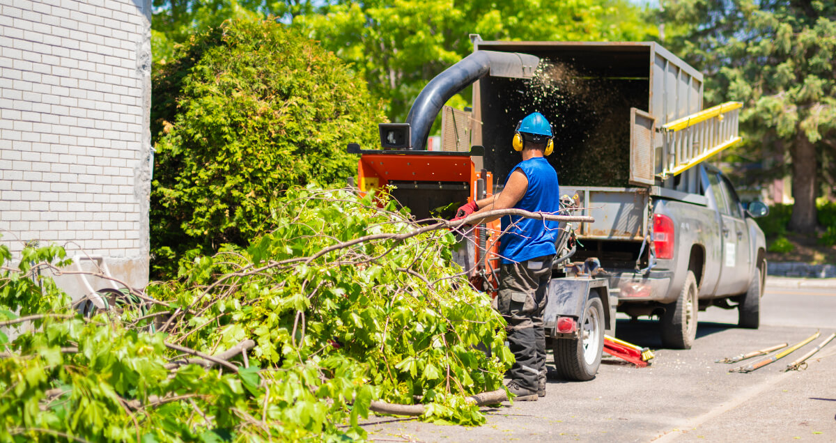 Crew working on tree removal